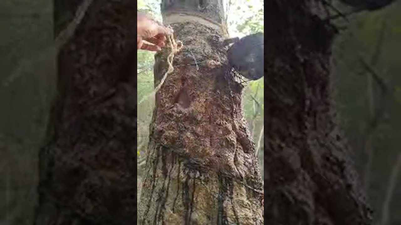 Agradeep 🇮🇳 is live