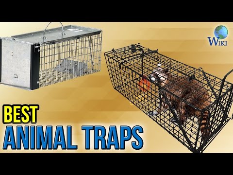 The 8 best animal traps