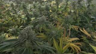 Battle of California Harvest Update
