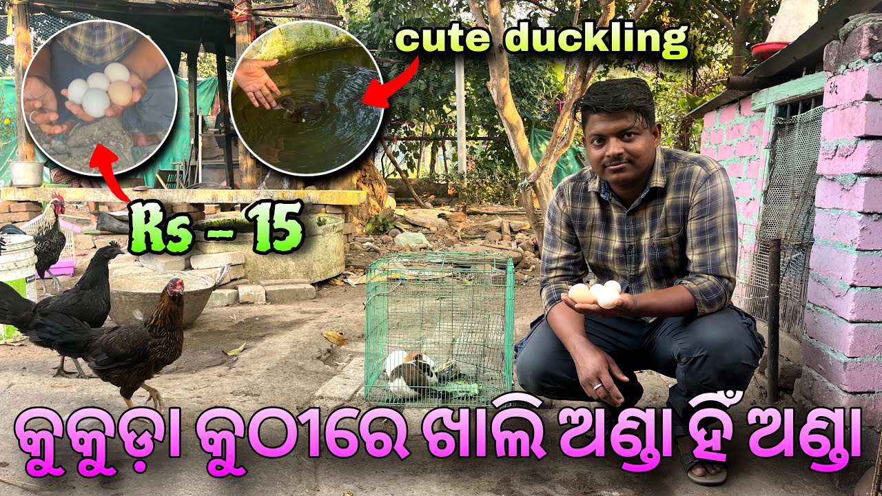 ଚାରିଆଡେ ଖାଲି egg ହିଁ egg #egg #aseelchicken #dailyvlog#odiavlog #rabbits #ducklinglove #pets#animals