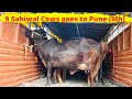 Gupta dairy farmkarnal to pune  mh  9 sahiwal cattle safe transport  loading  must watch 