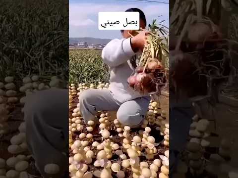 بصل صيني   