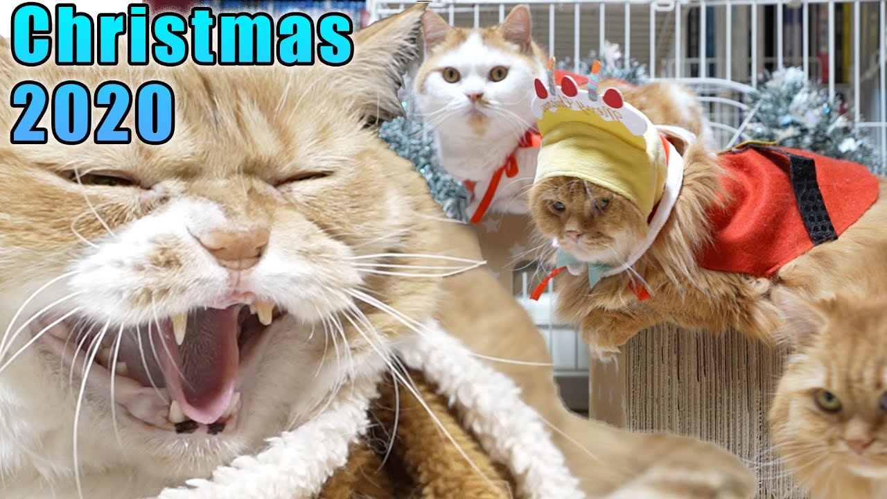 Christmas Cats Family 2020 〜猫の家族マンチカンズのクリスマス〜