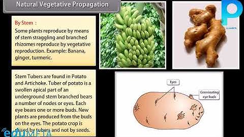 Class 10th SCIENCE BIOLOGY How Do Organisms Reproduce I
