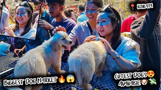 Cheap Price Dog In Kolkata | Gallif Street Pet Market Kolkata | Recent Dog Puppy Price Update | Dogs by Curious Calcutta 833 views 3 months ago 19 minutes