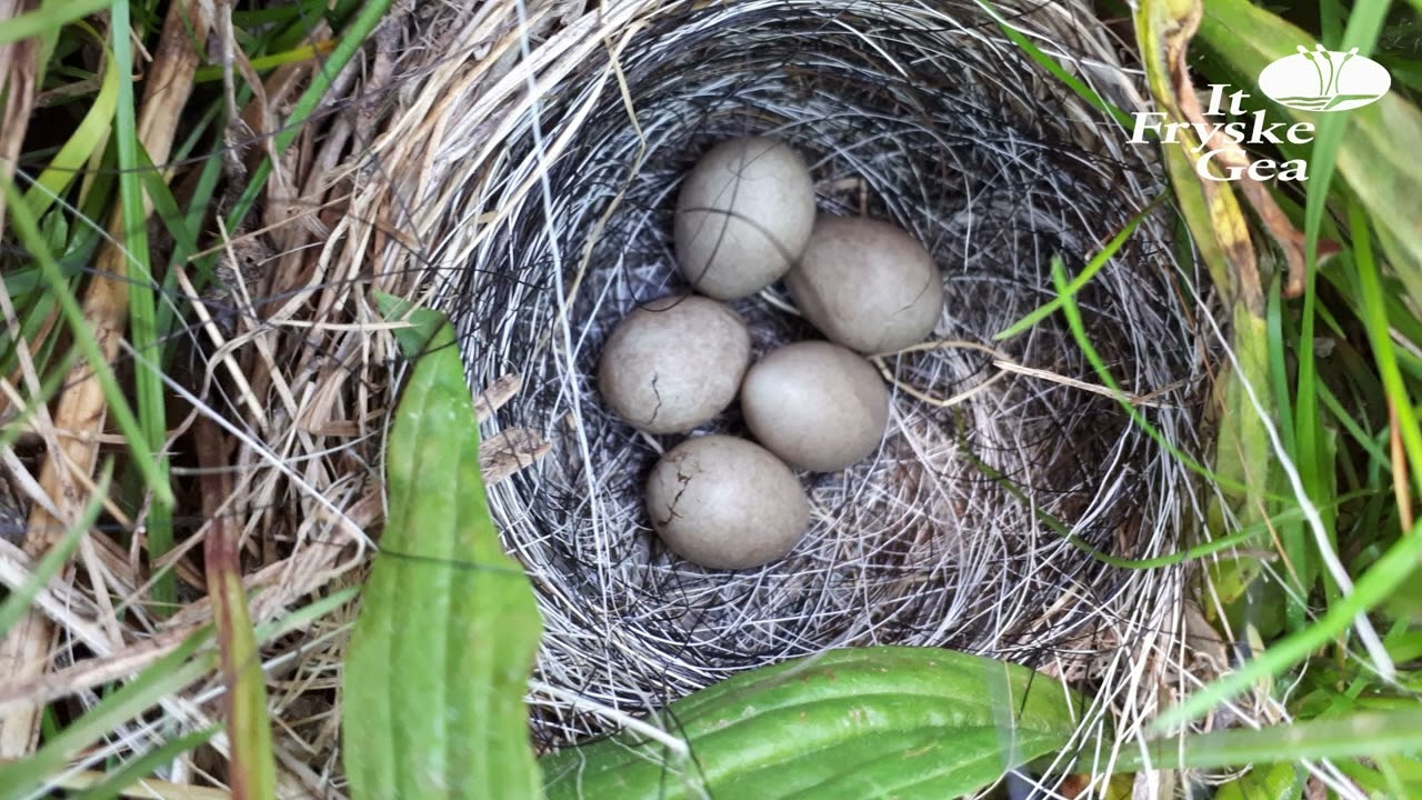 Vernattingsprojecten weidevogelreservaten district Noard