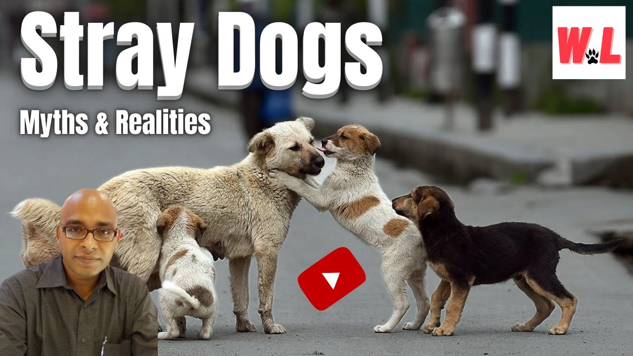 Stray Dogs: Awesome Truths That Easily Defy The Myths