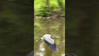 Great Blue Heron at the canal #birds #wildlife #nature #newjersey