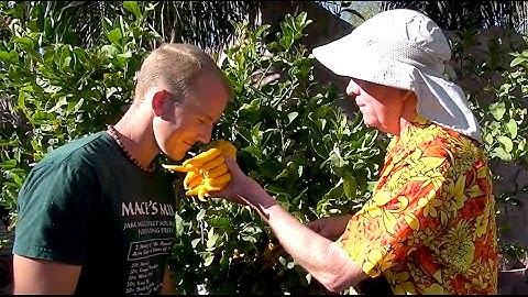 How to GRAFT a FRUIT TREE - Persimmon - part 1 of 3