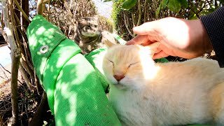 激しい喧嘩をする野良猫をナデナデしてみたら・・・