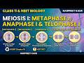 Meiosis 1: Metaphase 1, Anaphase 1 & Telophase 1 | Class 11 Biology | NEET 2027