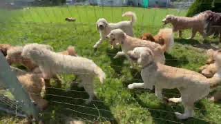 OMG!! Watch 39 Goldendoodle Dogs Playing Together.