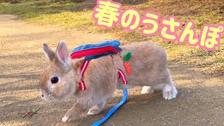 お花畑をぴょんぴょんぴょーん沢山飛び跳ねるうさぎが可愛すぎるThe bunny jumping up and down a lot is so cute!【No.222】