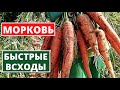 Как посеять МОРКОВЬ, чтобы быстро и дружно взошла