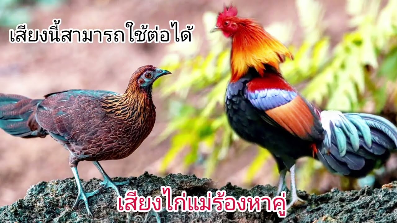 เสียงไก่แม่ร้องหาคู่,เสียงนี้หมานแน่นอน, suab poj qaib seev 