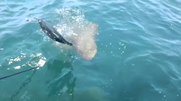 Grouper eats 2ft Bonita in one bite
