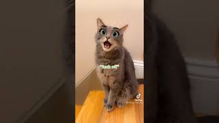 Cats Crazy😹-Funny Cat Videos 2021 | Best funy4 by Best Funny4 1,352 views 3 years ago 9 minutes, 38 seconds