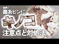 【菌糸ビンに突然キノコ！】どうすればいい？対処法と原因について。温度がポイント！