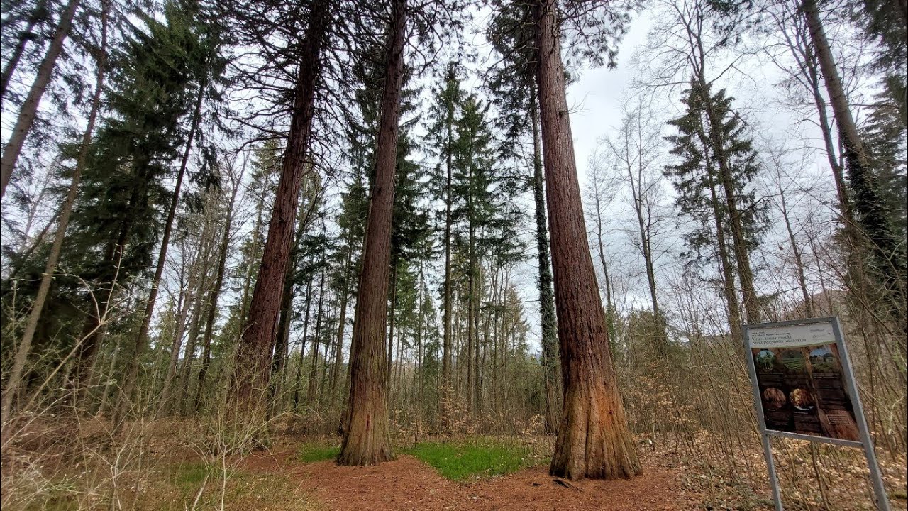 Wandern in der Schwäbischen Alb | Von Ruine zu Mammutbäumen zu Wasserfällen