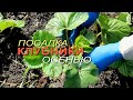 Несколько способов посадки КЛУБНИКИ ОСЕНЬЮ! Советы от ЗЕЛЕНОГО ОГОРОДА!