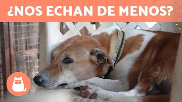 ¿Cómo se sienten los perros cuando sus dueños no están?