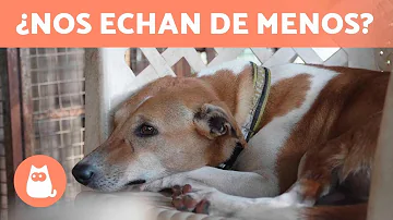 ¿Cómo sabe si su perro le echa de menos?