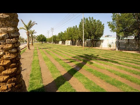 ضمن جهودها لتوسيع المساحات الخضراء العتبة الحسينية تواصل تشجير الحدائق المحيطة بمعمل التعليب السابق