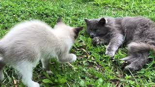 September village cats. mimimi. The Meow family. A cat and two kittens. by ShirliMur 223 views 1 year ago 5 minutes, 46 seconds