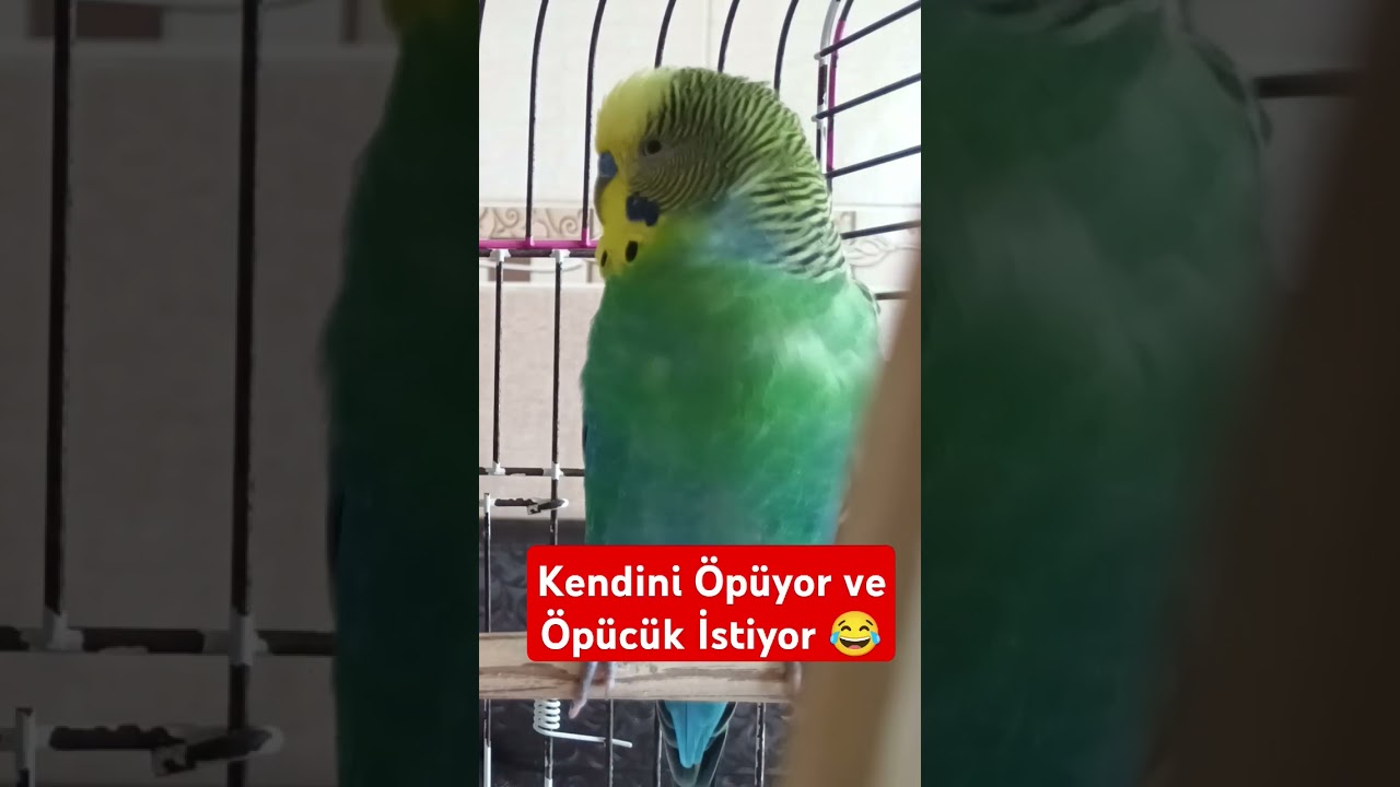 Kendini Öpüyor Ve Babadan Öpücük İstiyor 😂😂 #muhabbetkuşufıstık #muhabbetkuşu #birds #muhabbetkuslar