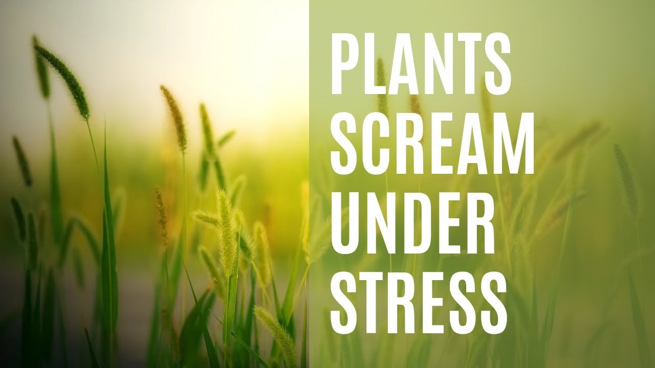 Plants Scream when Stressed YouTube