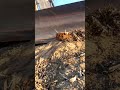 Subsoiling and Stump Extraction in Planting – Caterpillar D8