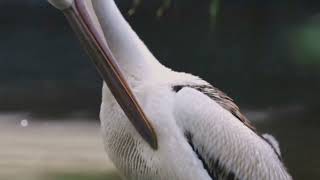 Bird natural beautiful, alexandrin calling bird, and parots mitthu sounds