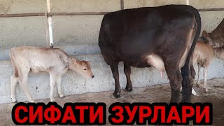 СУТИЯМ СИФАТИЯМ ЗУРЛАРИ МАНА СОТИЛАДИ ☎️+998 91 117 03 07 👍12 мая 2022 г SOTLIADIGON SUTI KÒP SIGIR