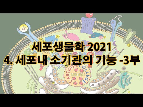 2021 세포생물학 chapt 4 세포내 소기관의 기능 3