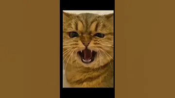 Kkkk Shorts Cat Tiktok 