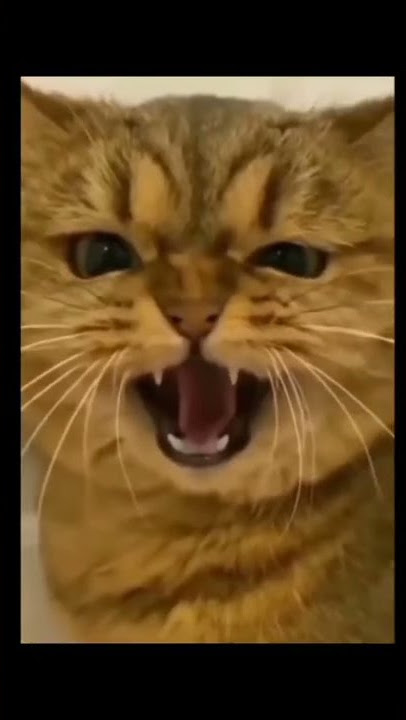 kkkk #shorts #cat #tiktok