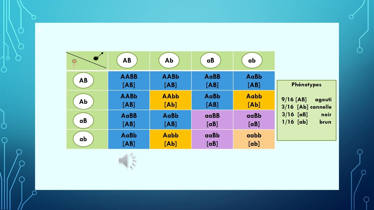 La génétique pas à pas : Interaction entre gènes : Epistasie
