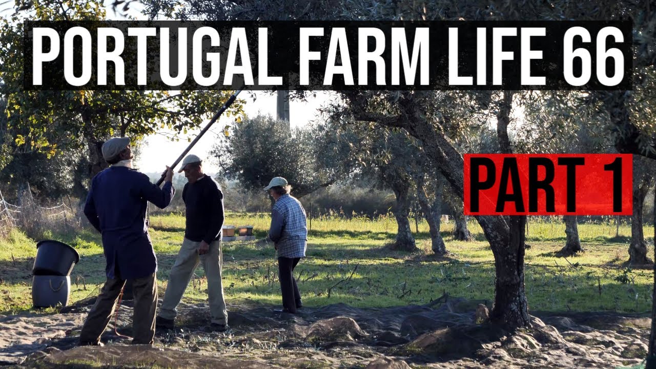 PART 1 - Harvesting Olives in Portugal - Portugal Farm Life 66