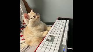 coding Cat 🐱 #coding #programing #codingmeme #funprograming #shorts