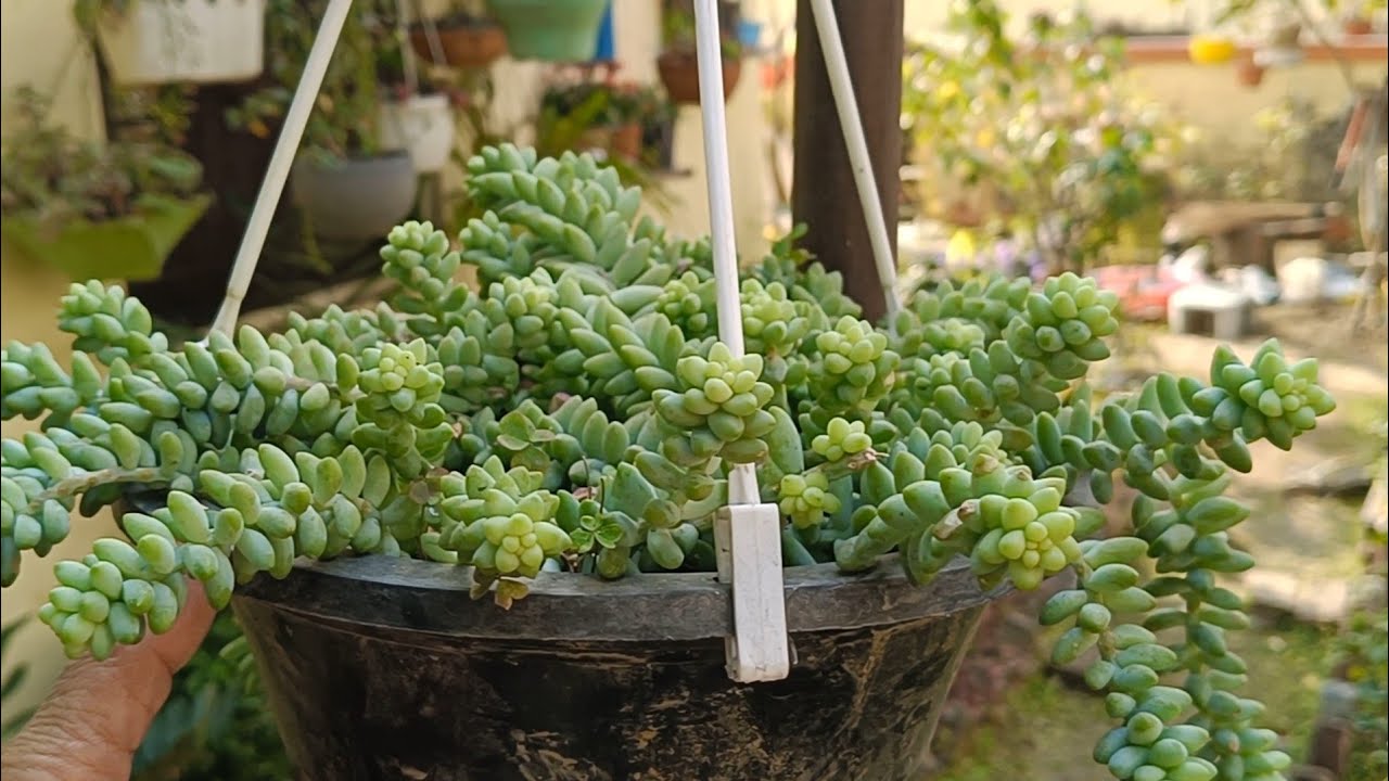 My hanging plants collection 😁💗✨✨✨part 1