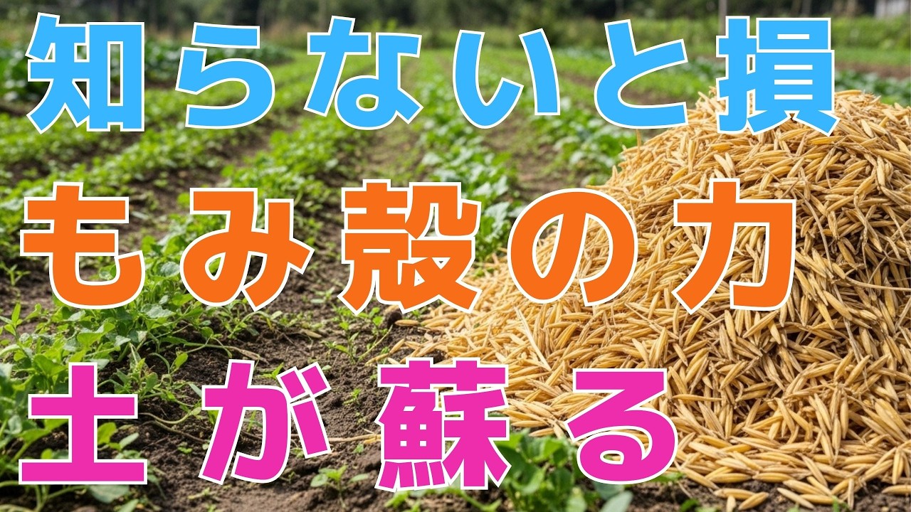 【99%の家庭菜園はこれを知るべき】もみ殻、まだ捨ててる？タダで手に入る最強の肥料！今すぐ畑に撒いてください