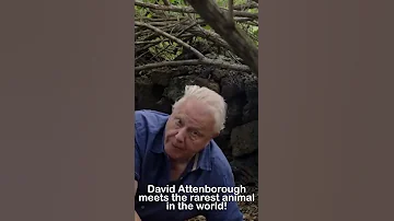 David Attenborough meets the rarest animal in the world | #shorts | Nature Bites