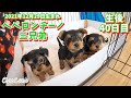 2021年12月29日生まれ・パンちゃんの三つ子ちゃん(生後40日目)【ヨークシャーテリア専門犬舎チャオカーネ】
