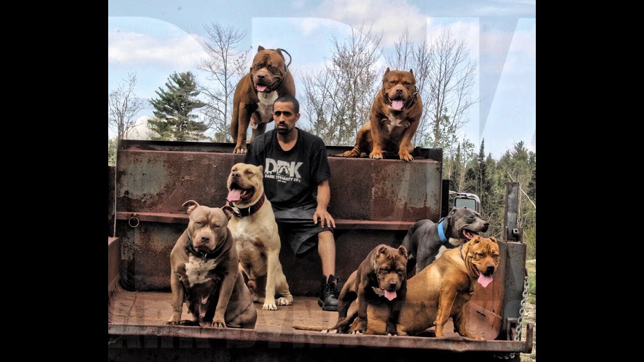 dog dynasty website