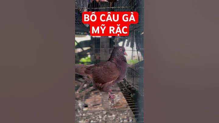 Bồ câu Gà Mỹ rặc hàng chuẩn giá hạt dẻ | Nông dân làm giàu