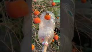 🍊🛠️ DIY Bottle Fruit Picker with Protective Liner