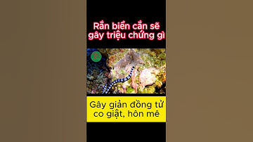 Rắn biển cắn gây triệu chứng gì #shorts #randoc