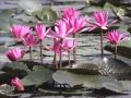 Erhuist jia peng fanga beautiful relaxation music  a water lily  