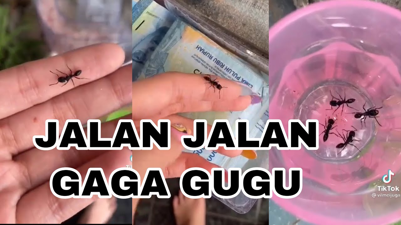 Rumah semut || Jalan sama GAGA GUGU sampe ILANG dijalan!