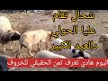 This Is Why The Eid Al Adha Sheep Is So Expensive EidAlAdha2026 